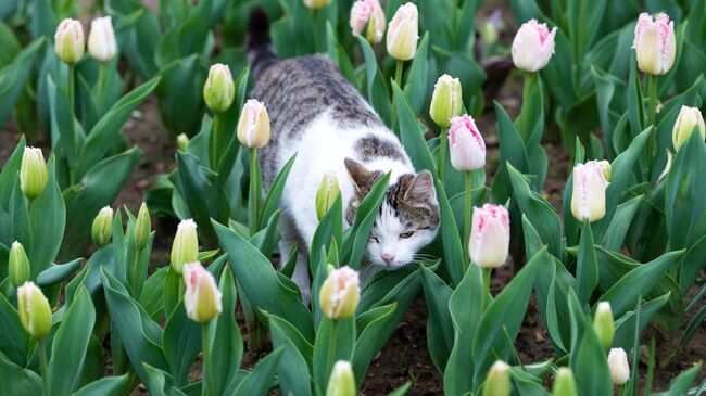 Кот гуляет по клумбе с тюльпанами в Москве