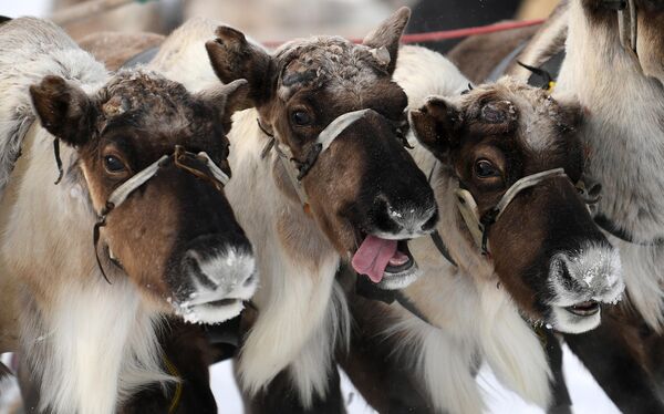 Гонки на оленьих упряжках в рамках национального праздника народов Крайнего Севера - Дня оленевода, в Салехарде