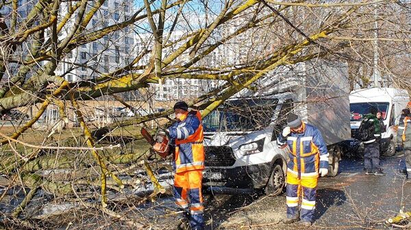 Устранение последствий падения дерева на провода на улице Римского-Корсакова в Москве
