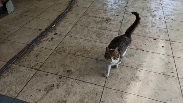 Бездомного кота из Мариуполя пристроили в приют 