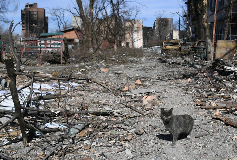 Кошка во дворе разрушенного в результате обстрелов жилого дома в Мариуполе