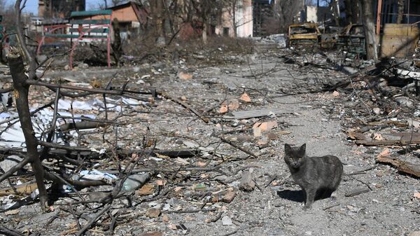 Кошка во дворе разрушенного в результате обстрелов жилого дома в Мариуполе