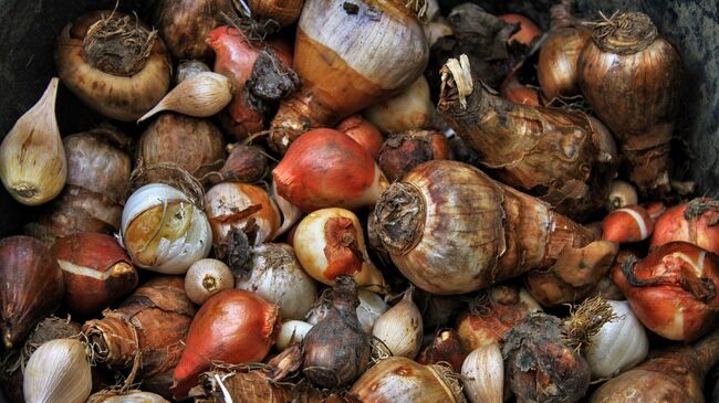 Луковицы тюльпанов 