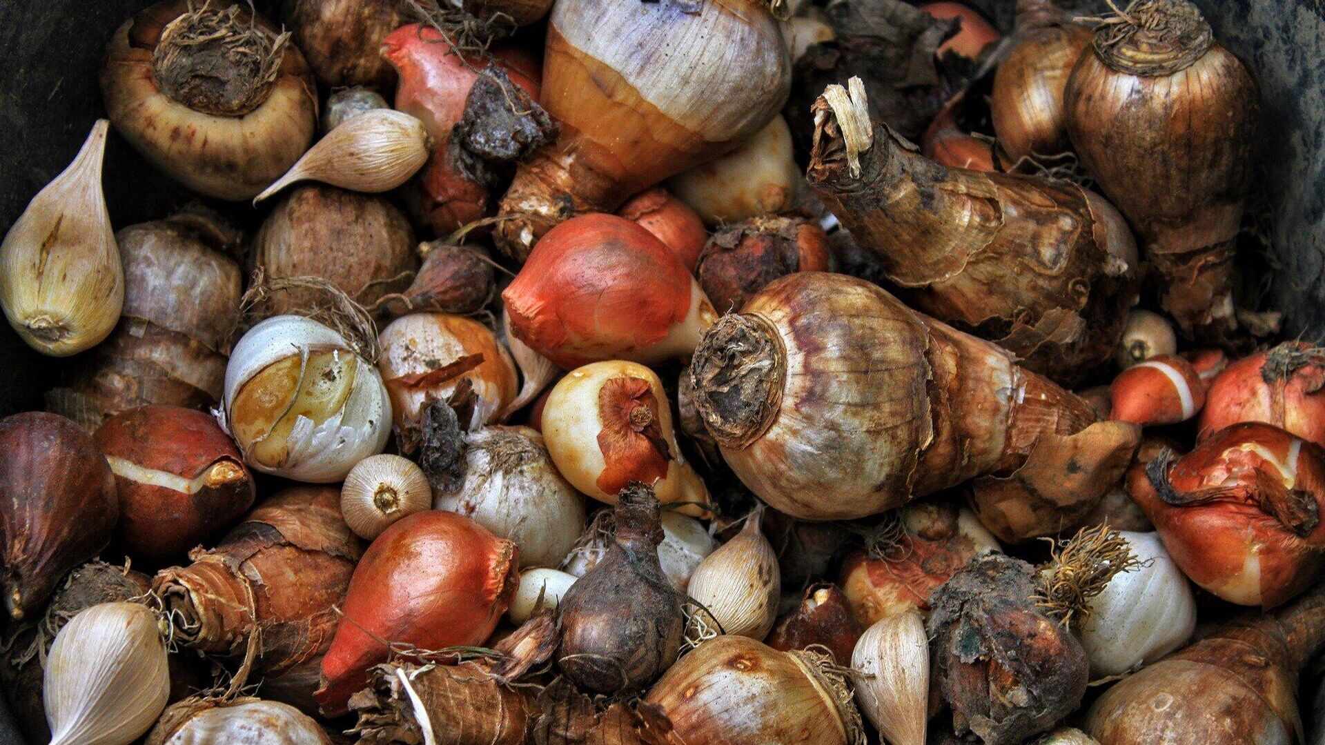 Луковицы тюльпанов  - РИА Новости, 1920, 20.10.2025