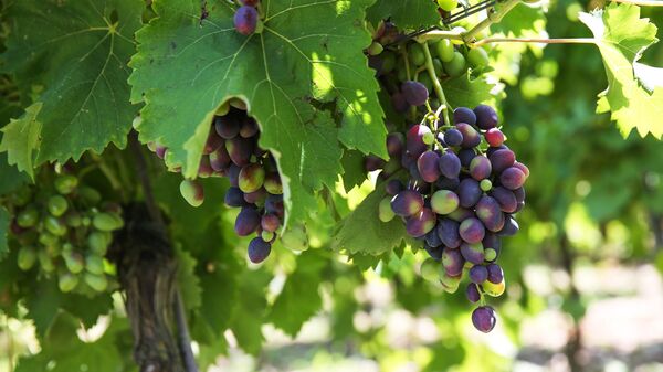 Обрезка виноградника в Краснодарском крае 