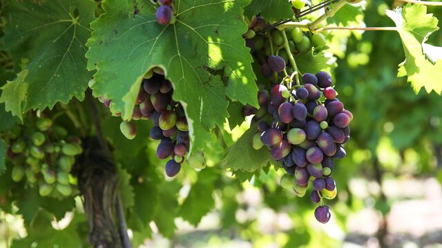 Подготовка винограда к зиме: необходимые этапы для сохранения растения