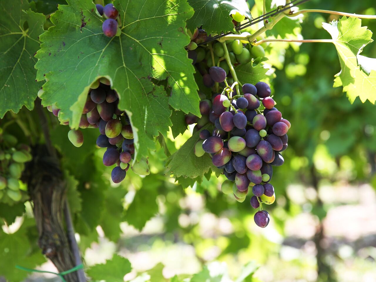 Формирование и обрезка куста винограда – Плодовый питомник «ЛПХ Макаревич» г. Уссурийск.