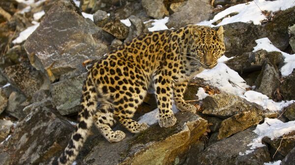 Леопард, снятый из фотоукрытия фотографом Чой Кисуном