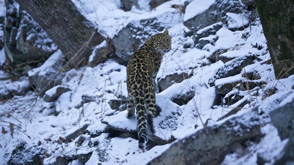 Леопард, снятый из фотоукрытия фотографом Чой Кисуном