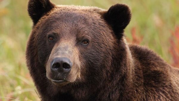 Медведь в Кроноцком заповеднике