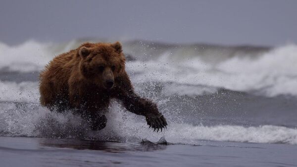 Медведь в воде в Кроноцком заповеднике