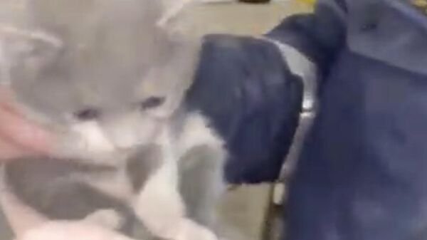 Спасатели вытащили котёнка с шахты в жилом доме города Каспийска 