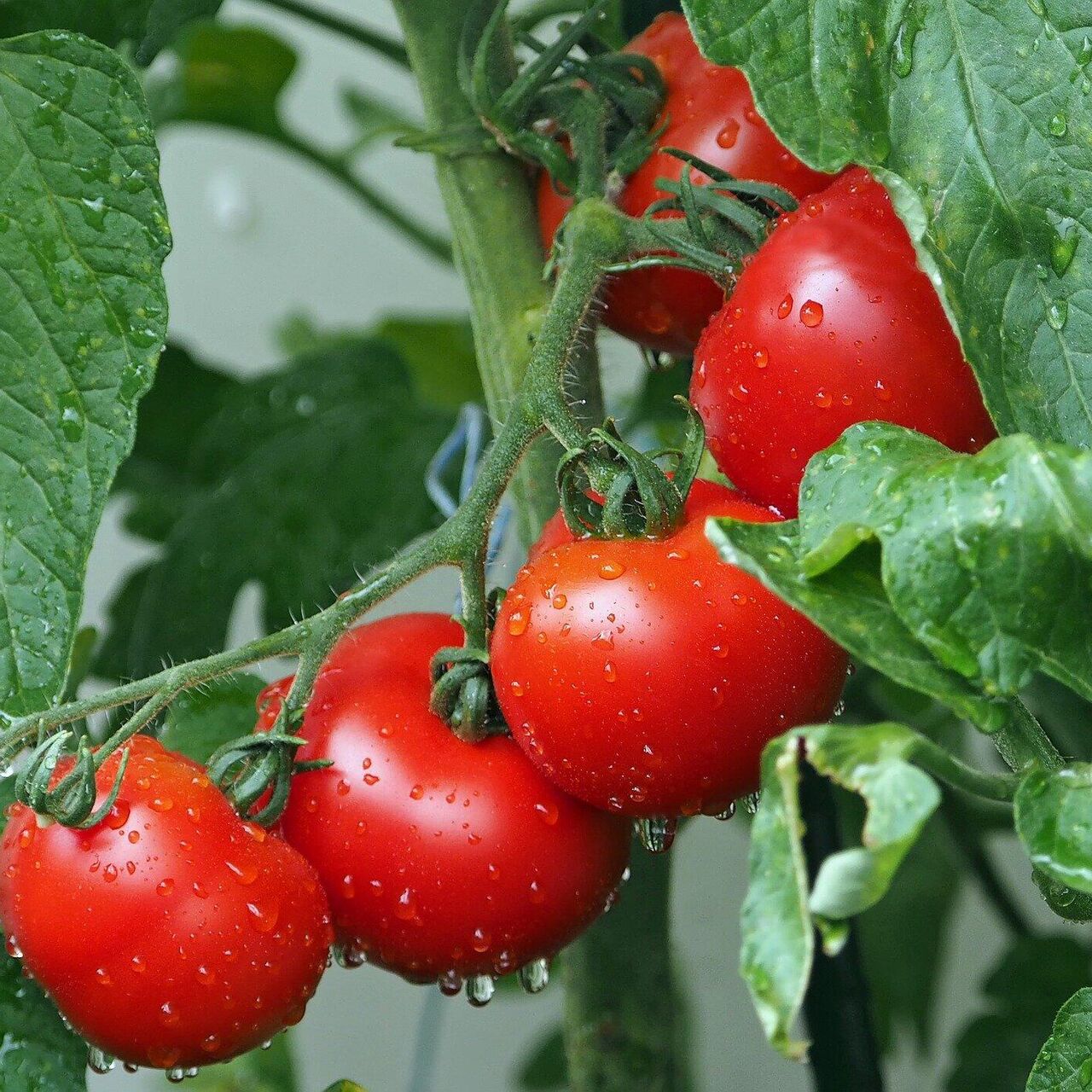 Какие ранние сорта помидор лучше подходят для теплицы из поликарбоната?