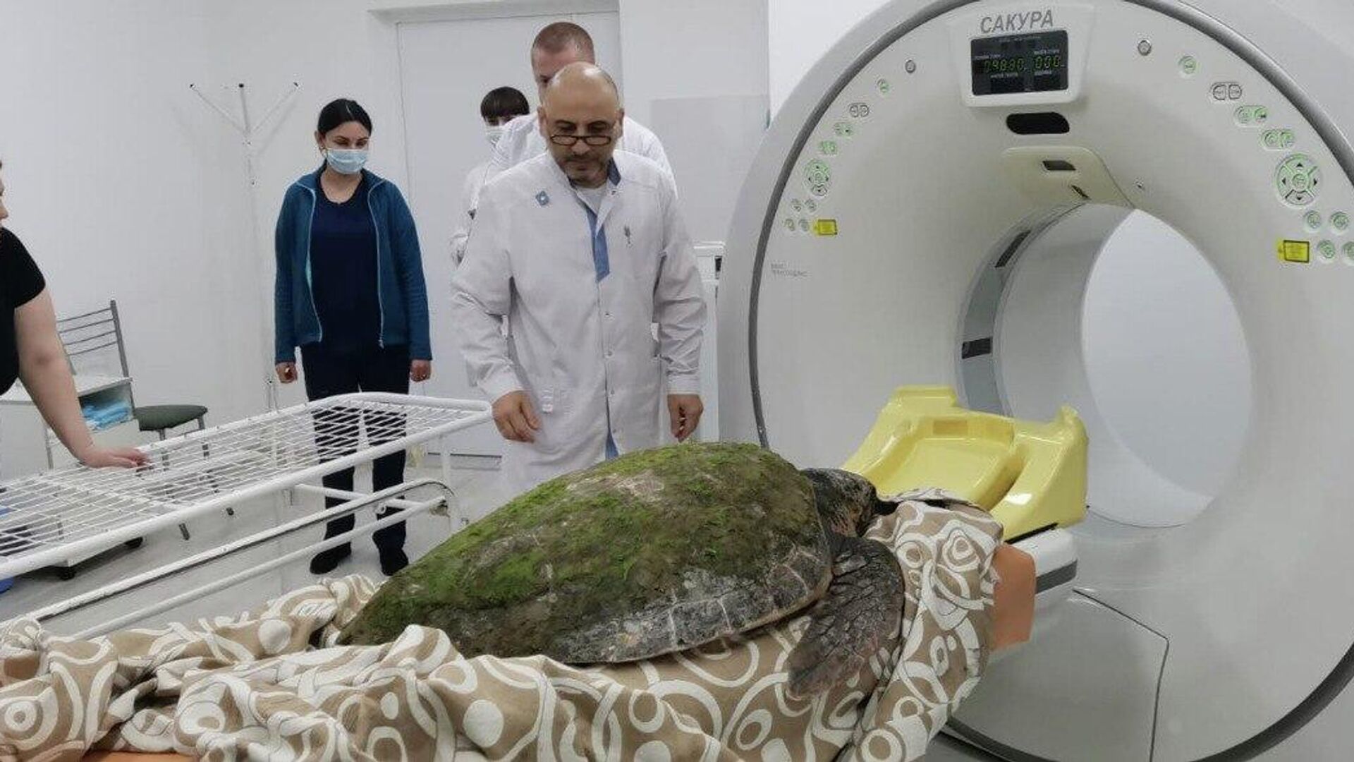 Рептилия в анапе. Компьютерная томография черепахи. Большая черепаха в Анапе. Гигантская черепаха в Анапе.