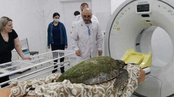 Средиземноморская черепаха, обнаруженная на пляже в Анапе