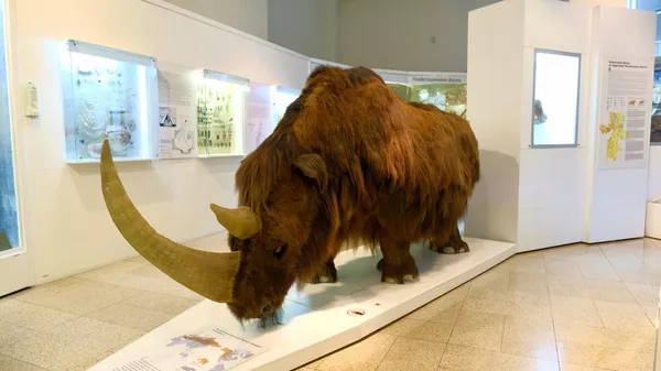 Чучело шерстистого носорога в Зале природы и древней истории в экспозиции Государственного исторического музея Южного Урала