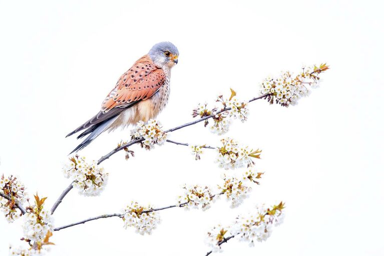 Работа фотографа Thomas Hempelmann The florist, победившая в фотоконкурсе GDT Nature Photographer of the Year 2022