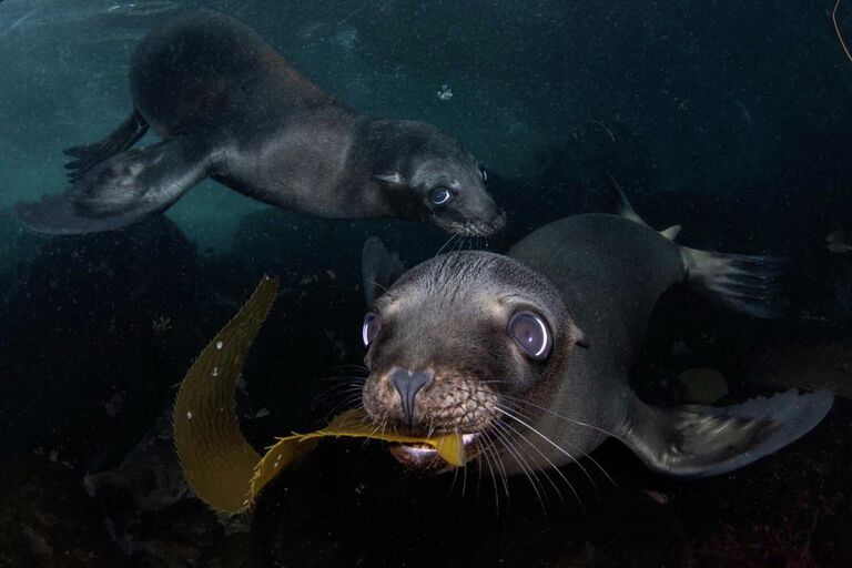 Работа фотографа Celia Kujala Seeweed toy в категории Млекопитающие фотоконкурса GDT Nature Photographer of the Year 2022