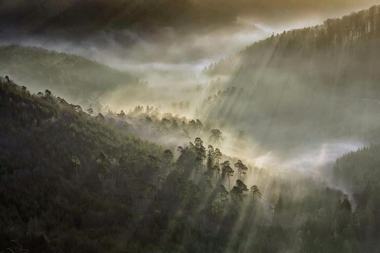 Работа фотографа  Steffen Jung Wasgau illumination, победившая в категории Пейзажи фотоконкурса GDT Nature Photographer of the Year 2022