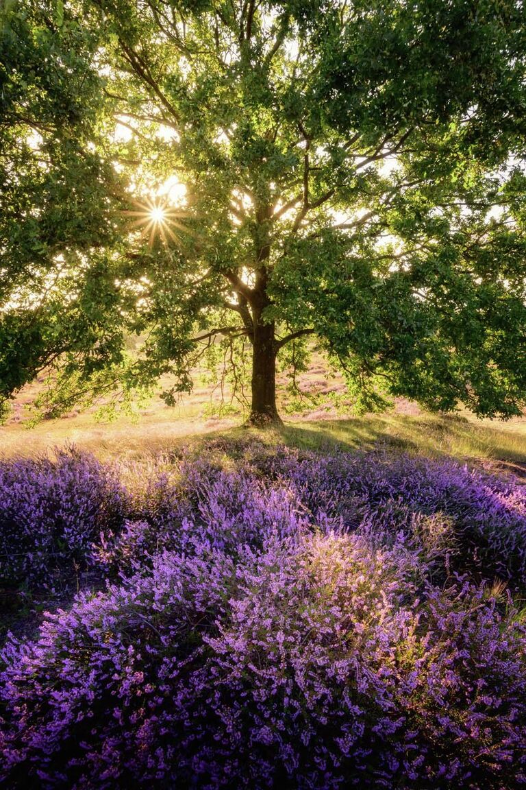 Работа фотографа Thomas Schwarze Heather blossom в категории Пейзажи фотоконкурса GDT Nature Photographer of the Year 2022