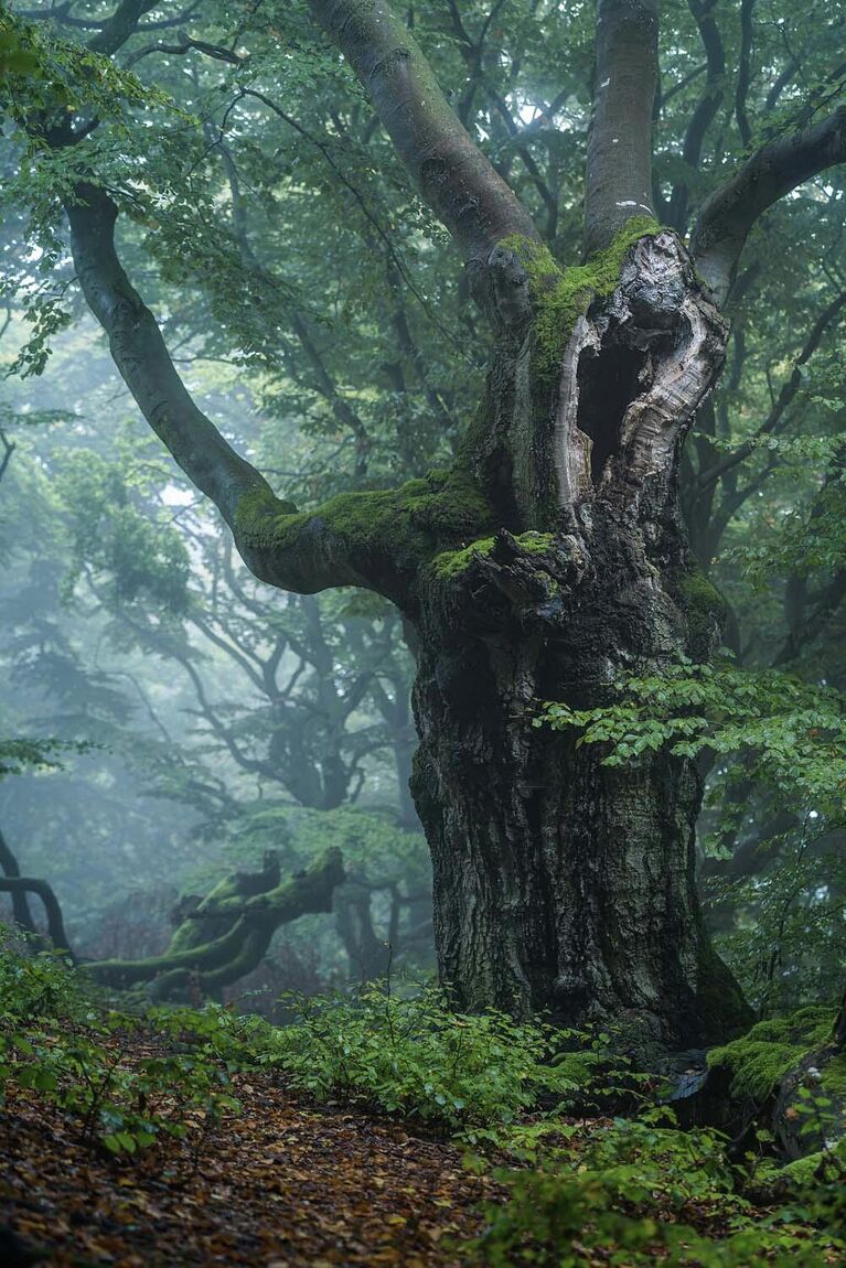 Работа фотографа Stefan Imig Common beech in fog, победившая в специальной категории Бук - Дерево года 2022 фотоконкурса GDT Nature Photographer of the Year 2022