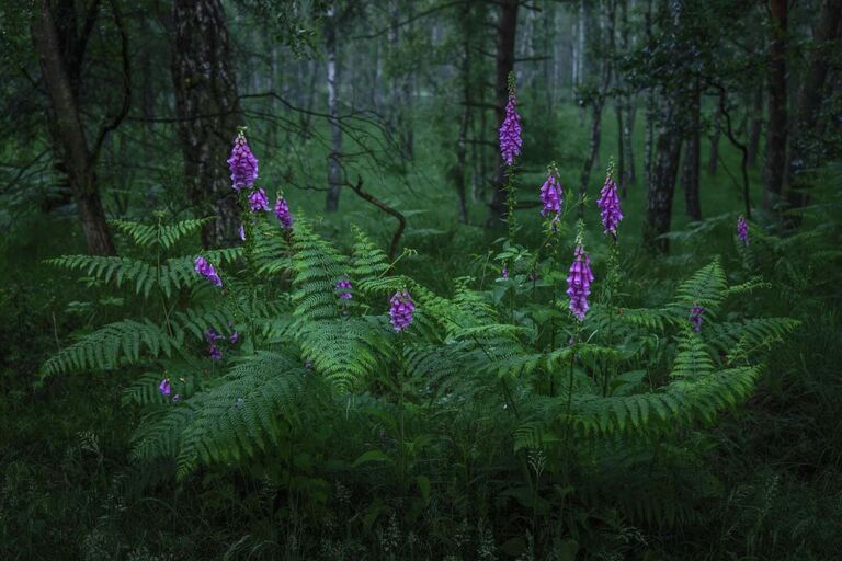 Работа фотографа Felix Wesch Foxglove and fern, победившая в категории Растения и грибы фотоконкурса GDT Nature Photographer of the Year 2022