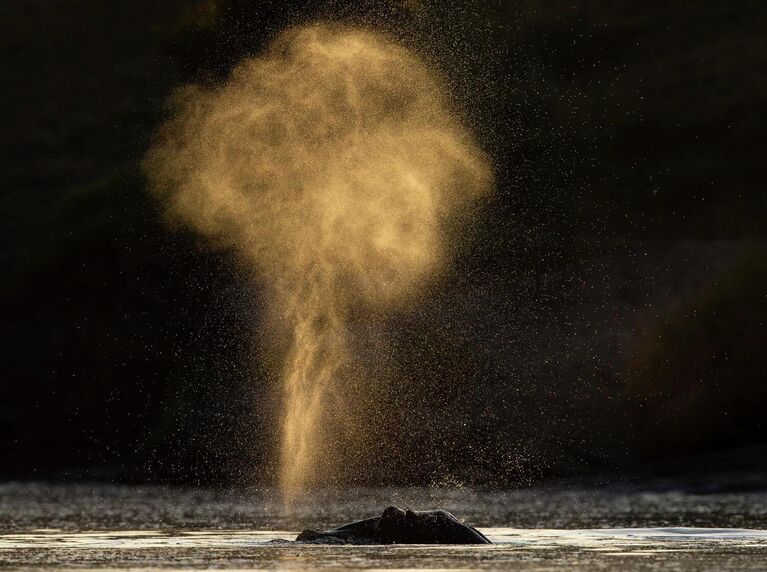 Работа фотографа Jose Fragozo Hippo spout, победившая в категории Млекопитающие фотоконкурса GDT Nature Photographer of the Year 2022