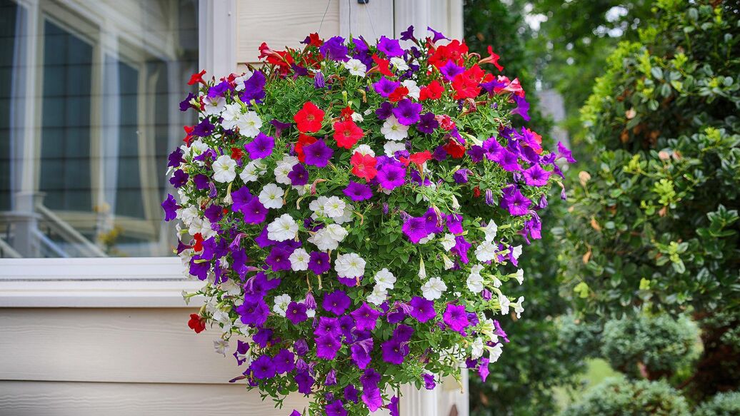 Дачников оповестили о штрафе за "неправильные" кусты и деревья