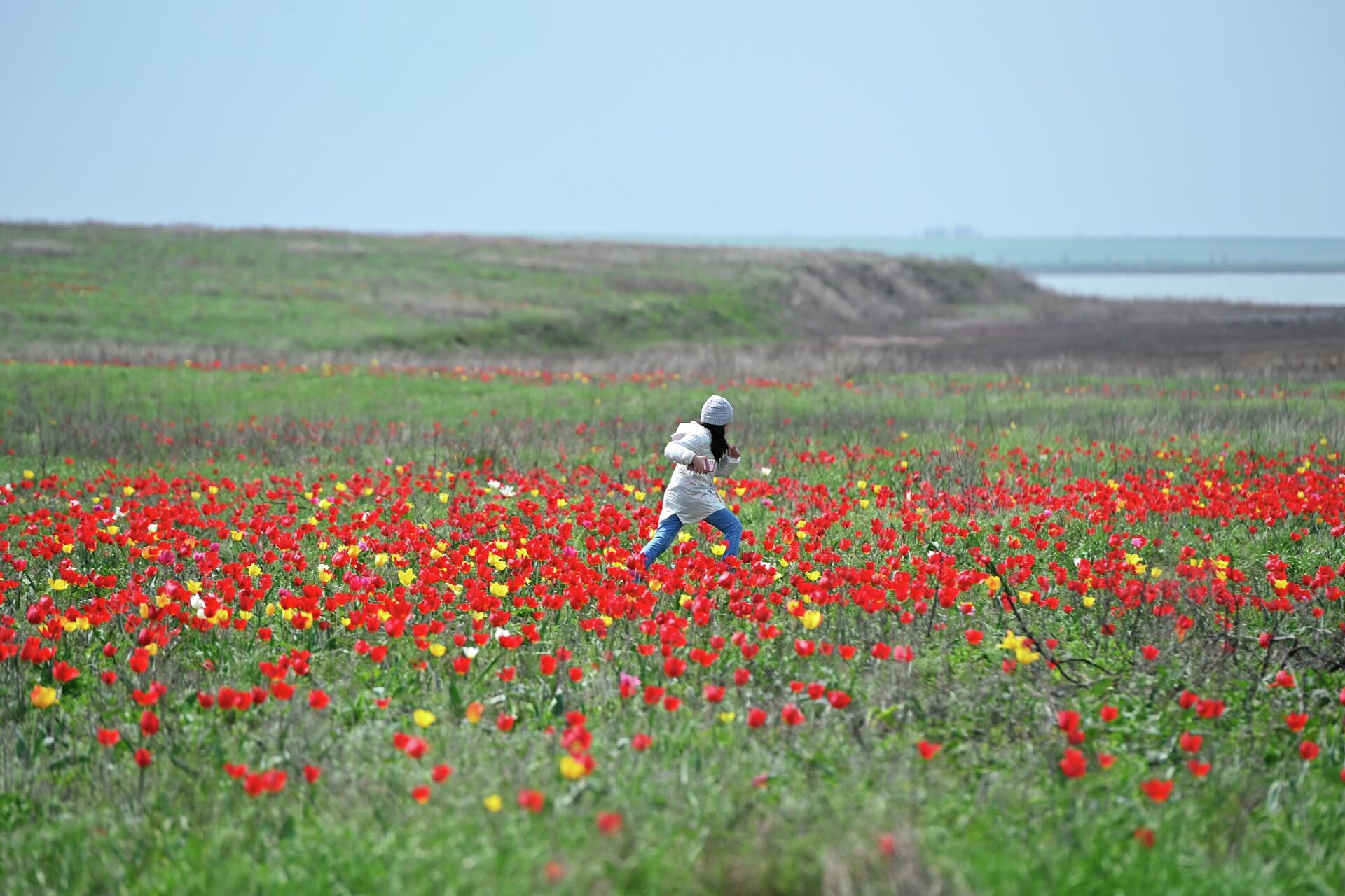 Поля в Калмыкии тюльпановые поля