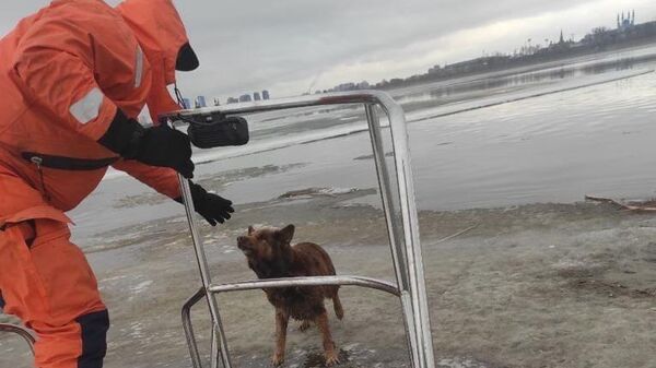 Сотрудник МЧС снимает собаку с плывущей по реке льдины в Казани
