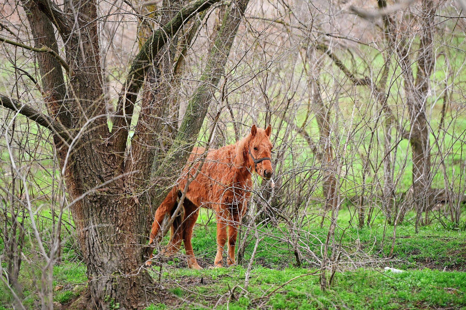 Лошадь пасется в пригороде Элисты - РИА Новости, 1920, 06.11.2025