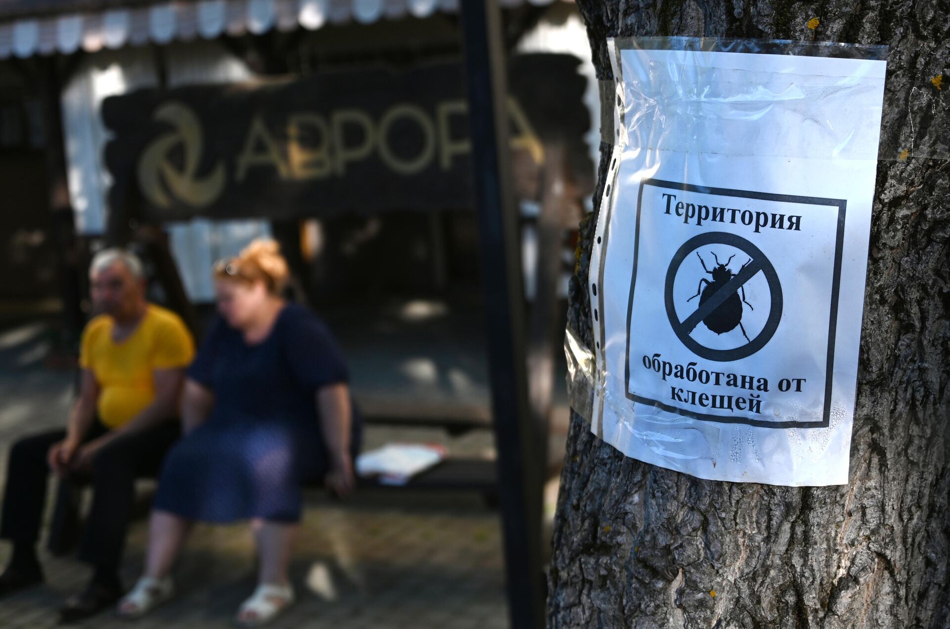 Объявление на дереве на Ореховой аллее в Белокурихе Алтайского края  - РИА Новости, 1920, 21.04.2022