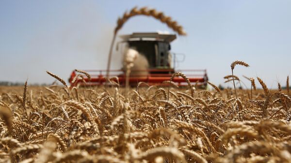 Уборка озимой пшеницы на поле в Усть-Лабинском районе Краснодарского края