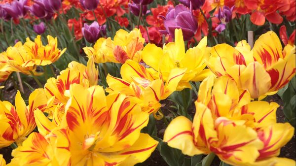 Цветы на выставке Парад тюльпанов в Никитском ботаническом саду в Ялте
