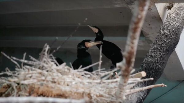 Птенцы больших бакланов, родившиеся в Московском зоопарке 