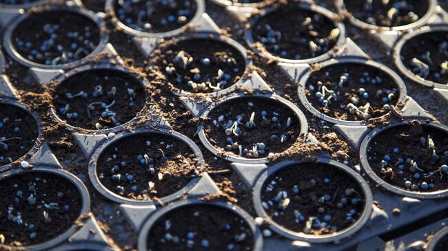 Семена салата