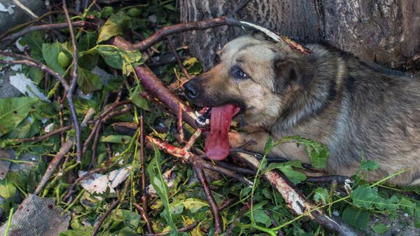 Раненая собака умирает в одном из дворов поселка Черевковка под Славянском после массированного артиллерийского обстрела. 2014 год