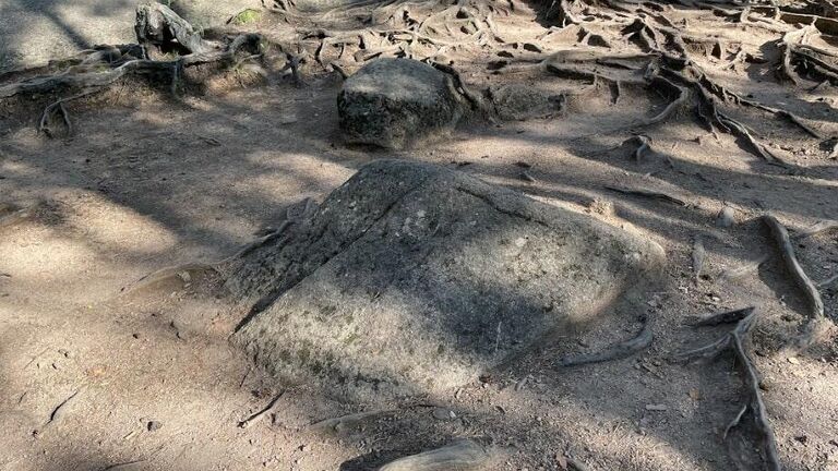 Корни деревьев в Национальном парке Красноярские Столбы