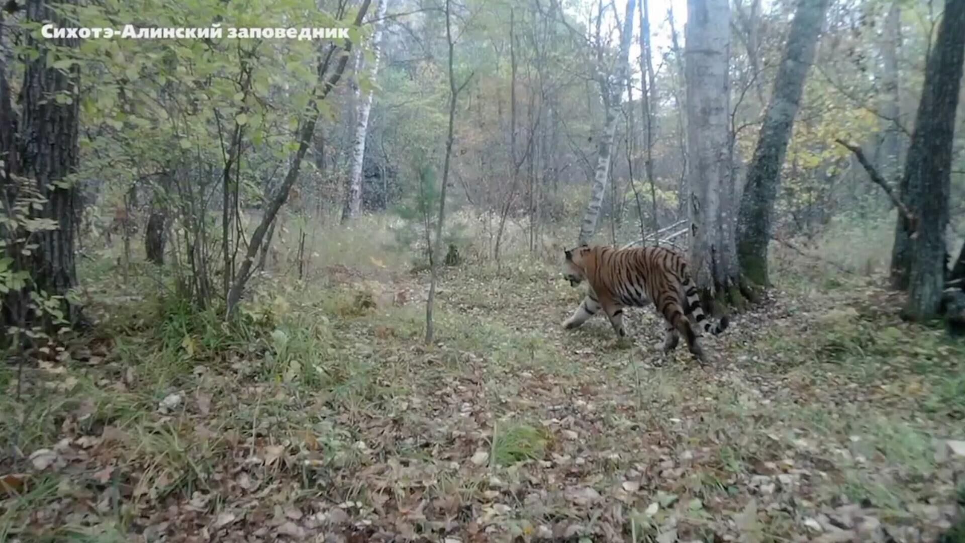 Зверь которого кот поймал в заповедном лесу. Сихотэ Алинский заповедник тропа тигров. Сихотэ-Алинский заповедник животные. Беседы с тигром.