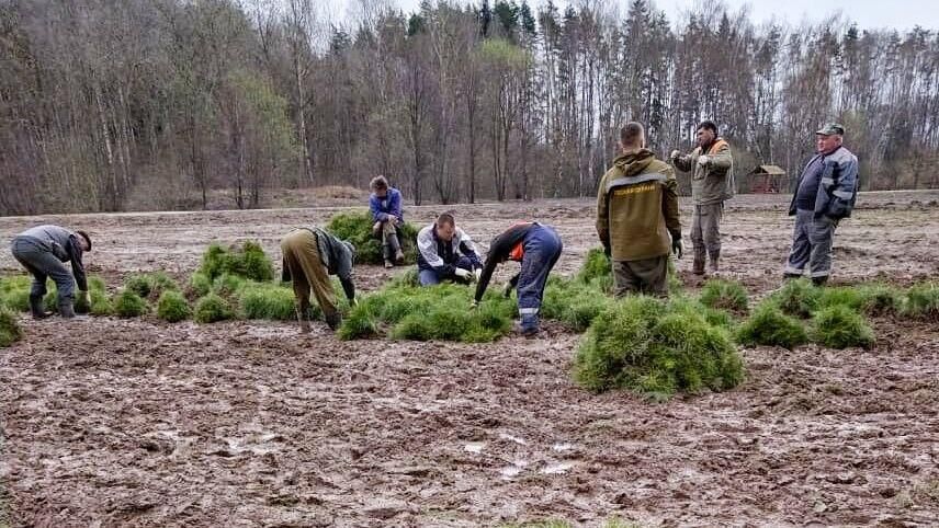 Более 600 площадок организовано для акции Лес Победы в Подмосковье - РИА Новости, 1920, 29.04.2022