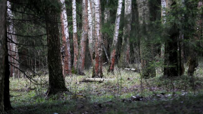 В Челябинской области подросток с врожденным заболеванием пропал в лесу