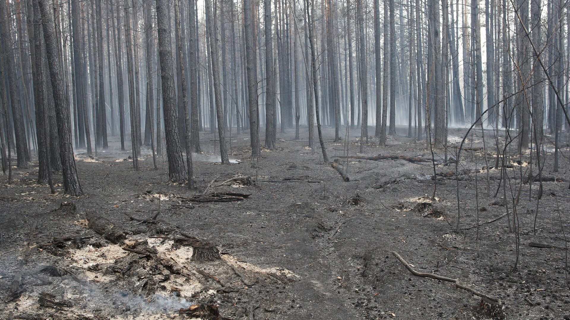 Последствия пожара в лесном массиве под Курганом - РИА Новости, 1920, 27.04.2023