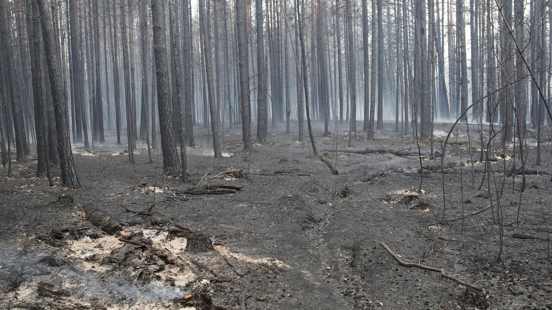 Последствия пожара в лесном массиве - РИА Новости, 1920, 07.05.2022