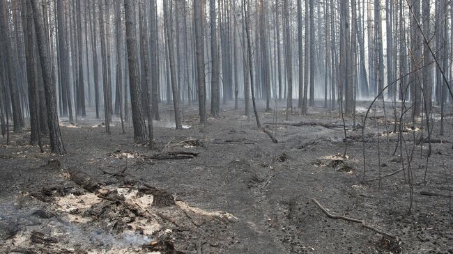 Последствия пожара в лесном массиве