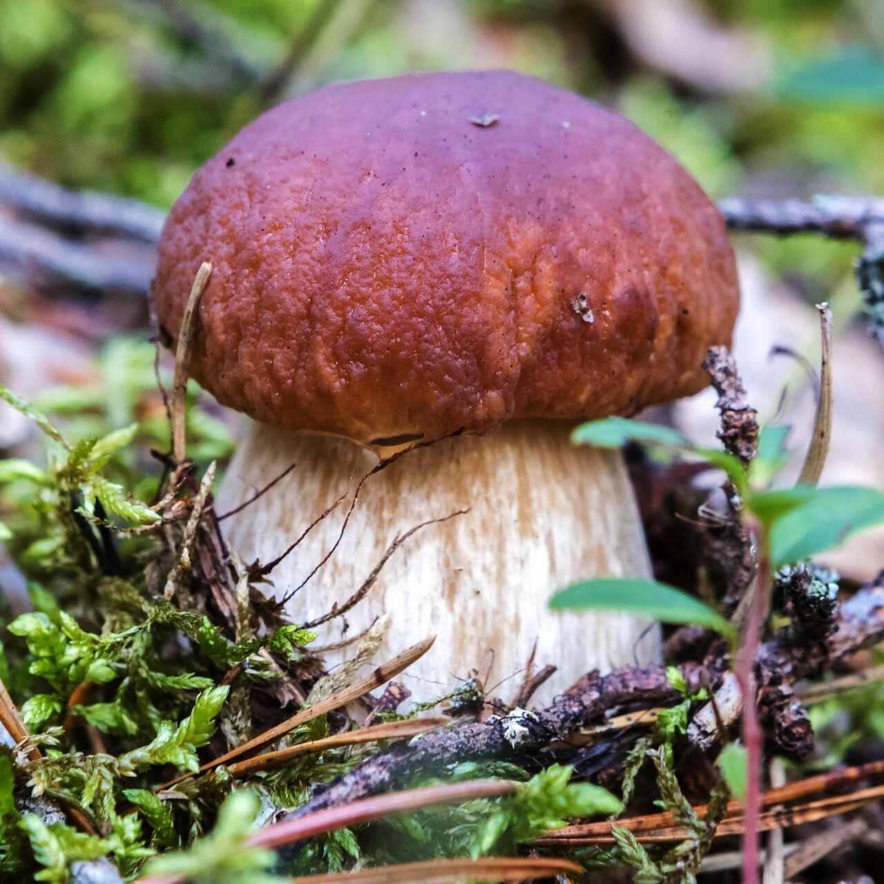 Ложный гриб боровик: как отличить от настоящих, фото и описание