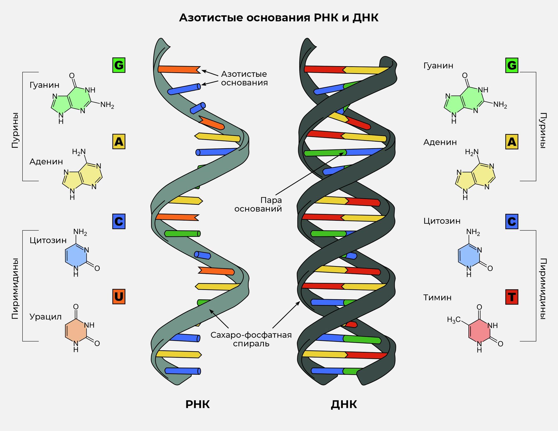 Азотистые основания РНК и ДНК - РИА Новости, 1920, 13.05.2022