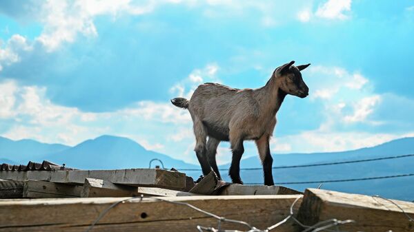 Коза в фермерском хозяйстве Горная сыроварня в Крыму