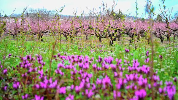 Цветение персиковых деревьев на территории экоусадьбы семьи Горьковенко Ласточка Крыма в Крыму