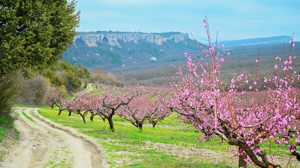 Цветение персиковых деревьев на территории эко-усадьбы семьи Горковенко Ласточка Крыма в Крыму