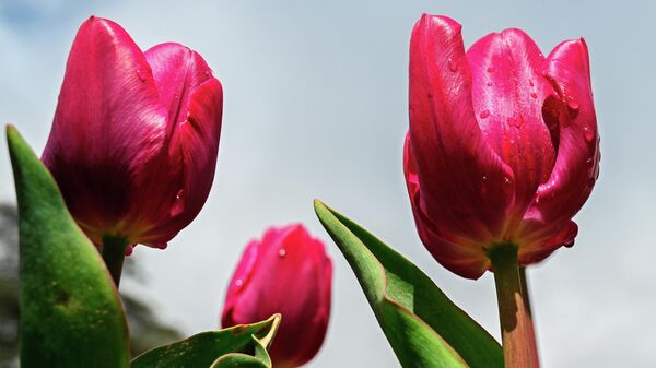 Парад тюльпанов в Никитском ботаническом саду в Крыму